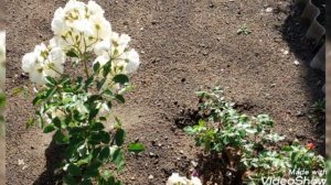 Июль 2022 в Кремнёво