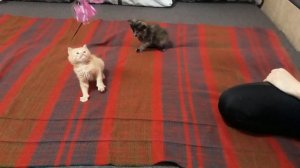 Лежанка для кошки своими руками / Веселые игрушки/ DIY