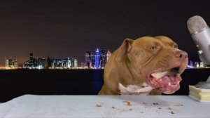 Best ASMR Dog in The World