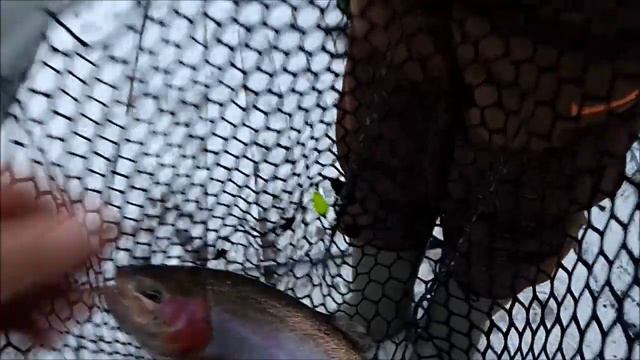 Поимки форели на спорт-зоне до и после запуска. смотреть онлайн