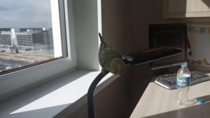 учим команду "Ко мне" за 5 дней|| Crazy parrot