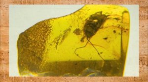 Янтарные истории. 1 часть "Происхождение"