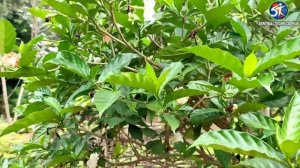 aatal towa baha,Gardenia jasminoides,gardenia,Cape jasmine , Gandhraj common name