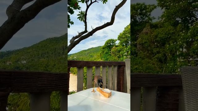 Птица Майна#Shorts смотреть онлайн