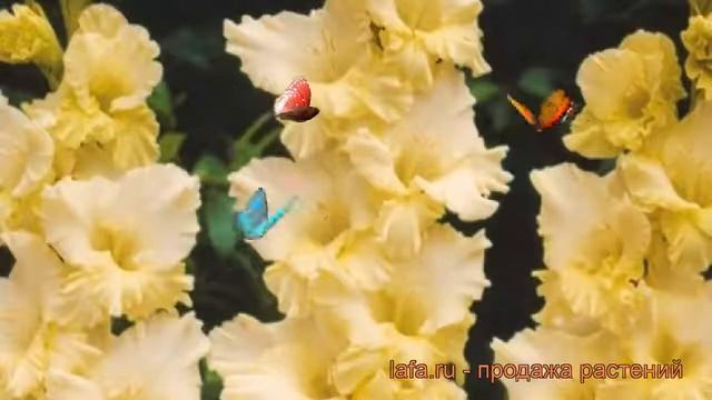 Гладиолус гофрированный Банана Раффл ? обзор: как сажать, рассада гладиолуса Банана Раффл смотреть онлайн