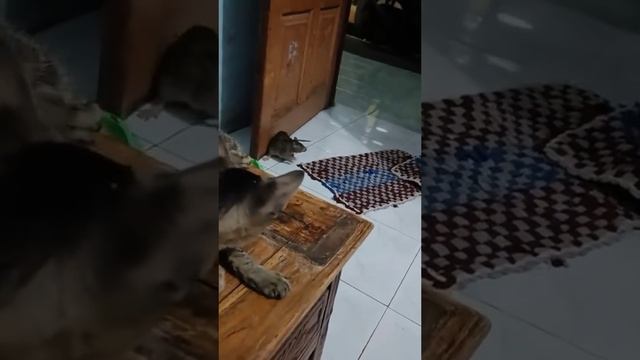 ДомашниеПитомцы