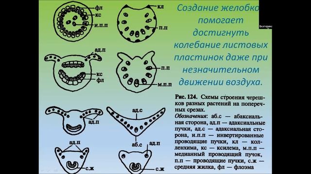 Листовые формации 1 часть. 17 урок по онлайн-кружку "Ботаника".