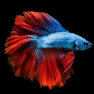 Аквариум для начинающих Аквариумная стойка своими руками Стойка для аквариумов