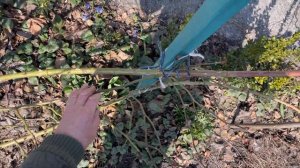 Правильное формирование куста плетистой розы - это залог обильного цветения на весь сезон 2024.