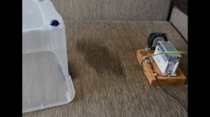 Как удалить запах мочи кошки с дивана, пола, ковра, и даже из ботинка!