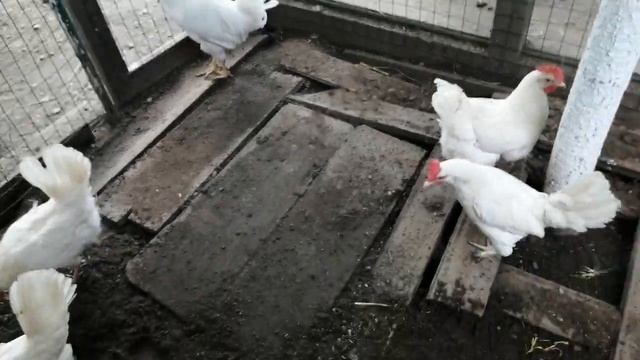 Куры Леггорн. Мифы и реальность