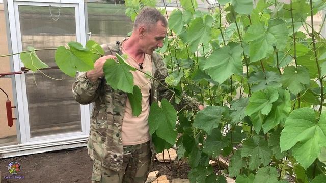 ОБЛОМКА ПАСЫНКОВ ВИНОГРАДА.ЧЕКАНКА ВИНОГРАДА.ВИНОГРАД В ТЕПЛИЦЕ [2020 год].