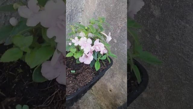 achimenes double pink rose