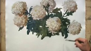 Белые хризантемы