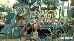 БОТАНИЧЕСКИЙ сад Петра Великого. Оранжерея Тропики.