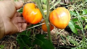 Томат Сердце Зебры абрикосовое (Coeur De Zebre Apricot).