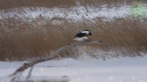 Белоплечий орлан  - хищник неба