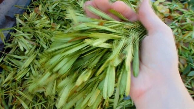Семена клена и ясеня для попугая как натуральное лакомство.