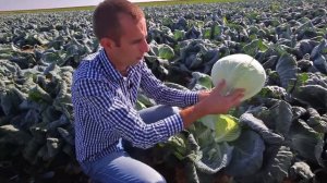 Капуста Ларсия Обзор. Теория и практика.