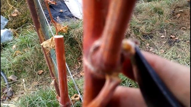 Начинаю обрезку взрослых кустов винограда, некоторые нюансы