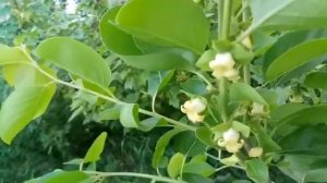 Цветение морозостойкой хурмы. Сорт Гора Говерла. Кропивницкий