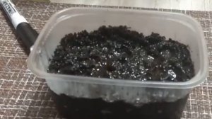 Посев семян в кипяток