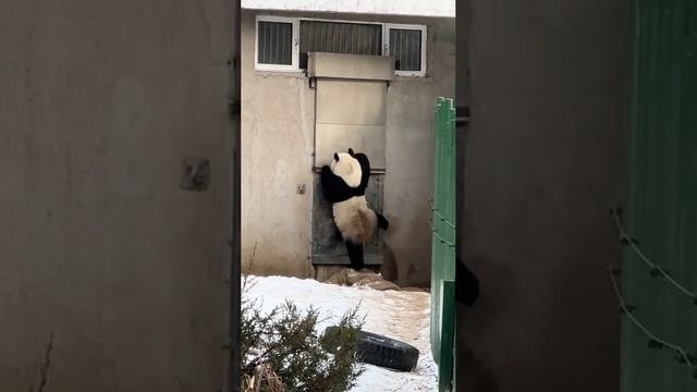 Сова открывай есть хочу