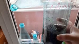 Как защитить рассаду от кота