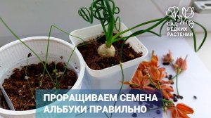 Посев и проращивание семян альбуки спиральной. Ждите до победного!