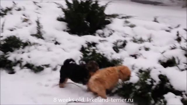 Lakeland Terrier puppies смотреть онлайн