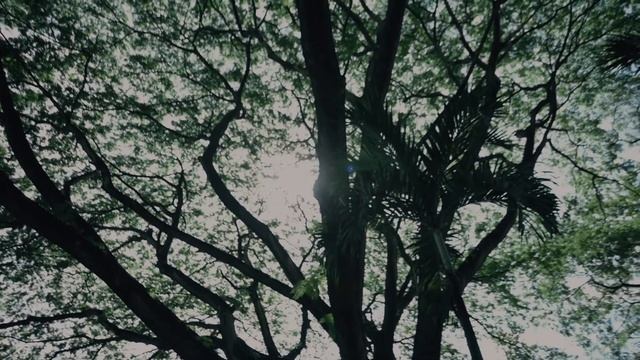 NIKON Z50 | ZHIYUN WEEBILL S смотреть онлайн