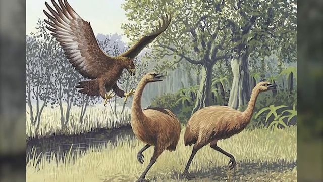 Andean Condor: A Bird Which Can Fly 160km Without Flapping смотреть онлайн