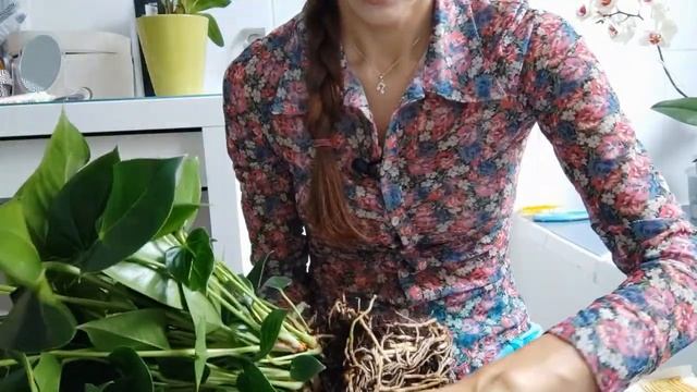 Нужно ли делить Антуриум после покупки? смотреть онлайн