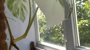 Монстера вариегатная. Обзор и выращивание. Мои достижения и неудачи в выращивании.