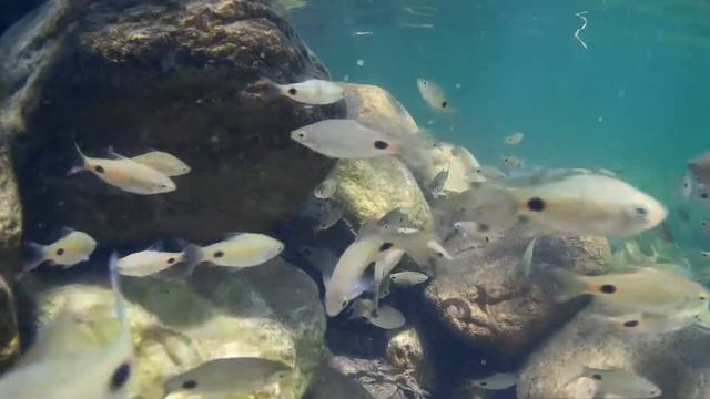 Dawkinsia filamentosa - Blackspot barb - Tada смотреть онлайн