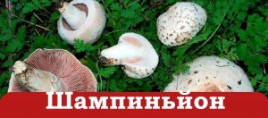 Как выращивать шампиньоны.