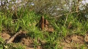 Животные мира Сафари Парк Лимпопо Жираф Слон Гну Носорог Бородавочник Лев Импала Павиан Зебра