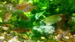 #Aquarium. Пятиполосые барбусы.