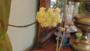 Hoya nicholsoniae . Цветение и уход хойи Николсона