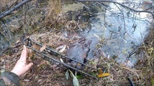 Охота на бобра с капканом КП 320Х600 (Будни охотника и рыбака)