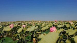 Лотосовые поля, Астраханская обл.