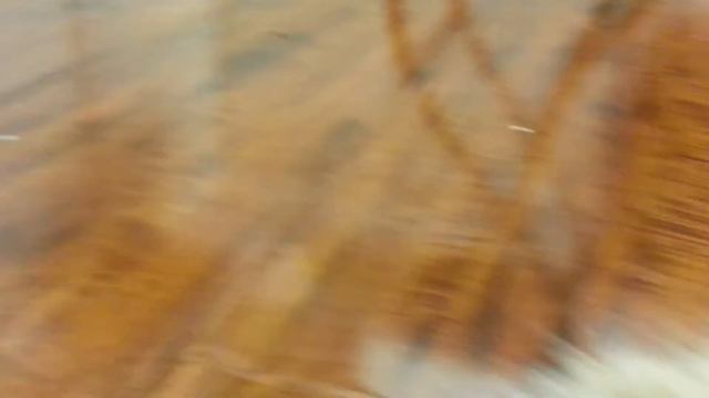 my munchkin kitty, Babette tries her best to walk to the bowl while being attacked by Minnie смотреть онлайн