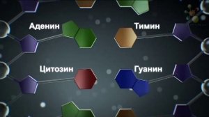 Виды нуклеиновых кислот