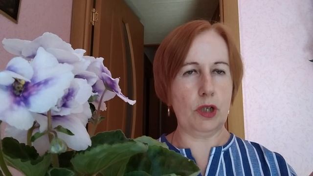 Фиалки. Интоксикация и краевой некроз от применения ядохимикатов с помощью полива. Плесень.