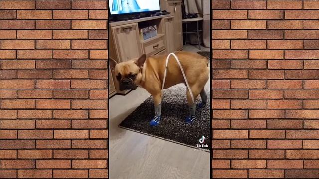 Топ ржачных видео. ПРИКОЛЫ 2022 ЯНВАРЬ. смотреть онлайн