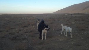 отарные собаки - Туркменский Волкодав! Aboriginal Dog Alabai. Turkmen alabay