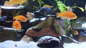 Мплавийские цихлиды.. (Цинотиляпия Галлерея Риф)