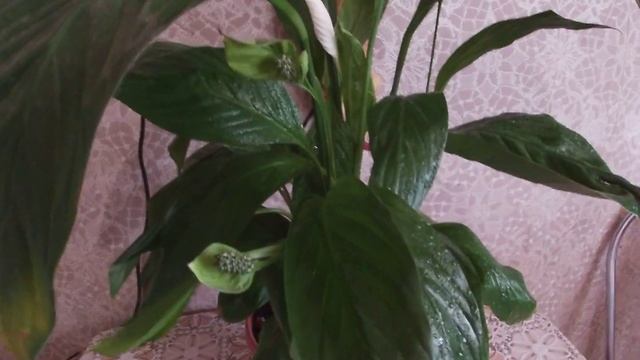 Женское счастье.спатифиллум смотреть онлайн