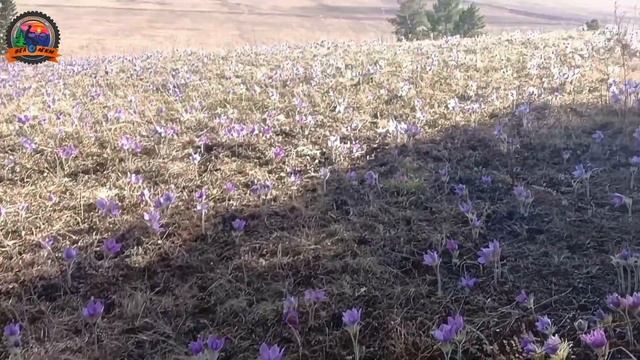 Волшебная поляна подснежников на фэтбайке. Невероятно красивое зрелище! Насладитесь красотой природ смотреть онлайн