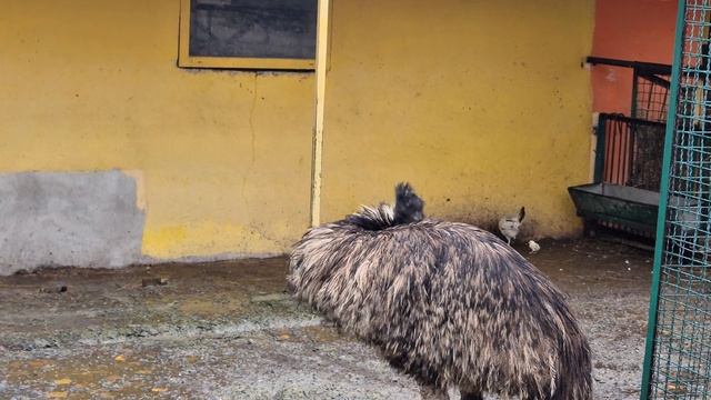 Какое интересное соседство! Тайган смотреть онлайн